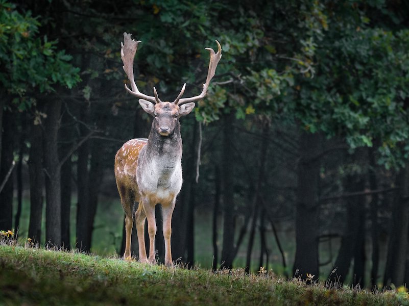 Photo of a deer