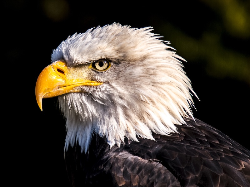 Photo of eagle