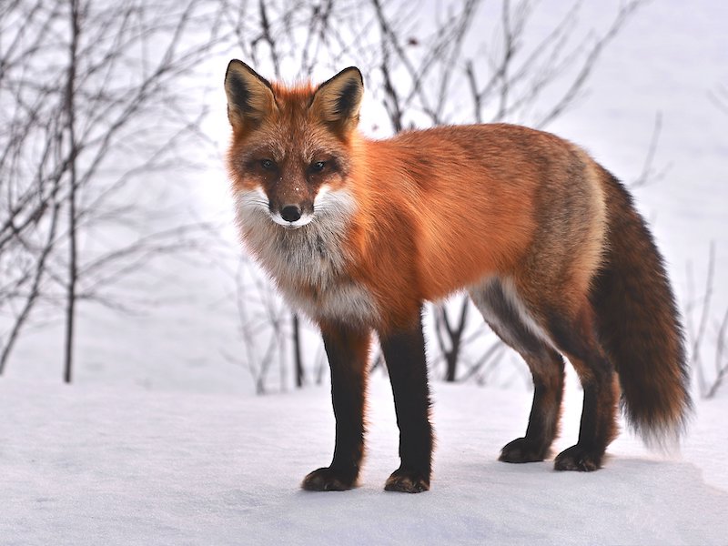 Photo of a red fox