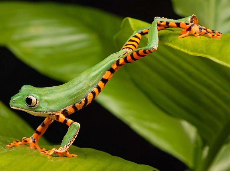 Photo of a green frog