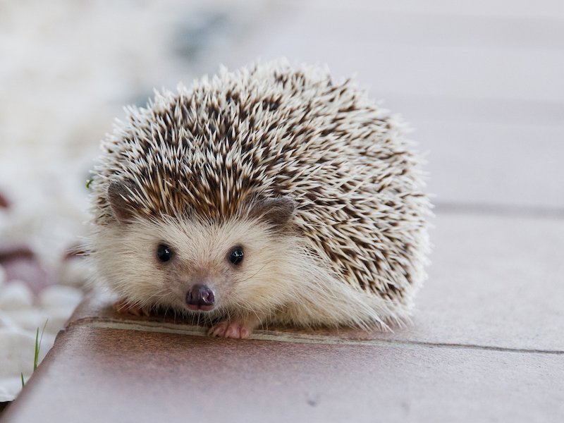 Photo of a hedgehog