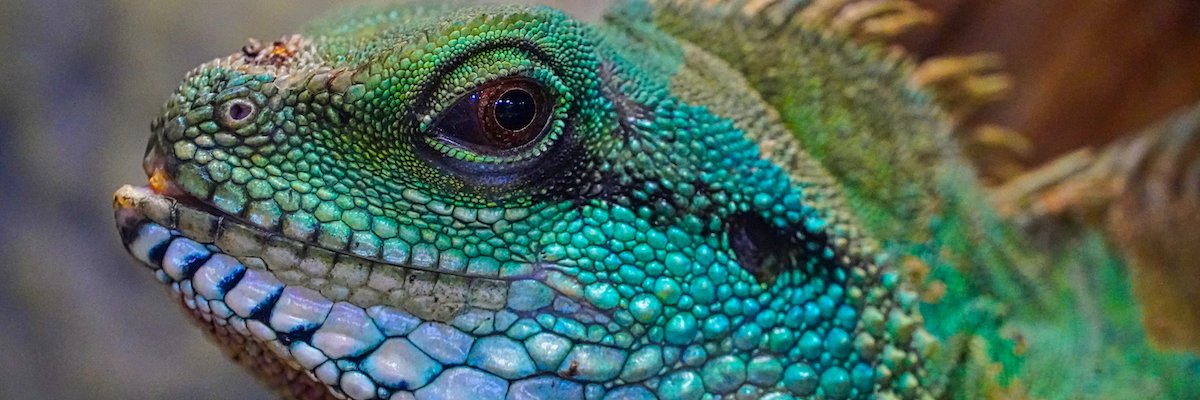 Photo-of-Green-Iguana