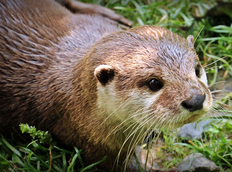 Photo of a otter