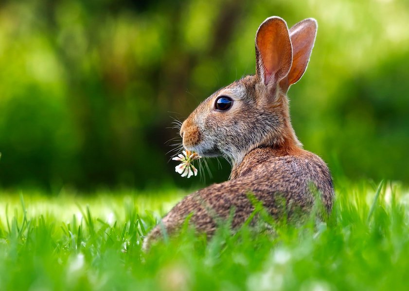 Photo of a rabbit