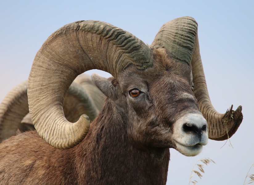 Photo of a ram