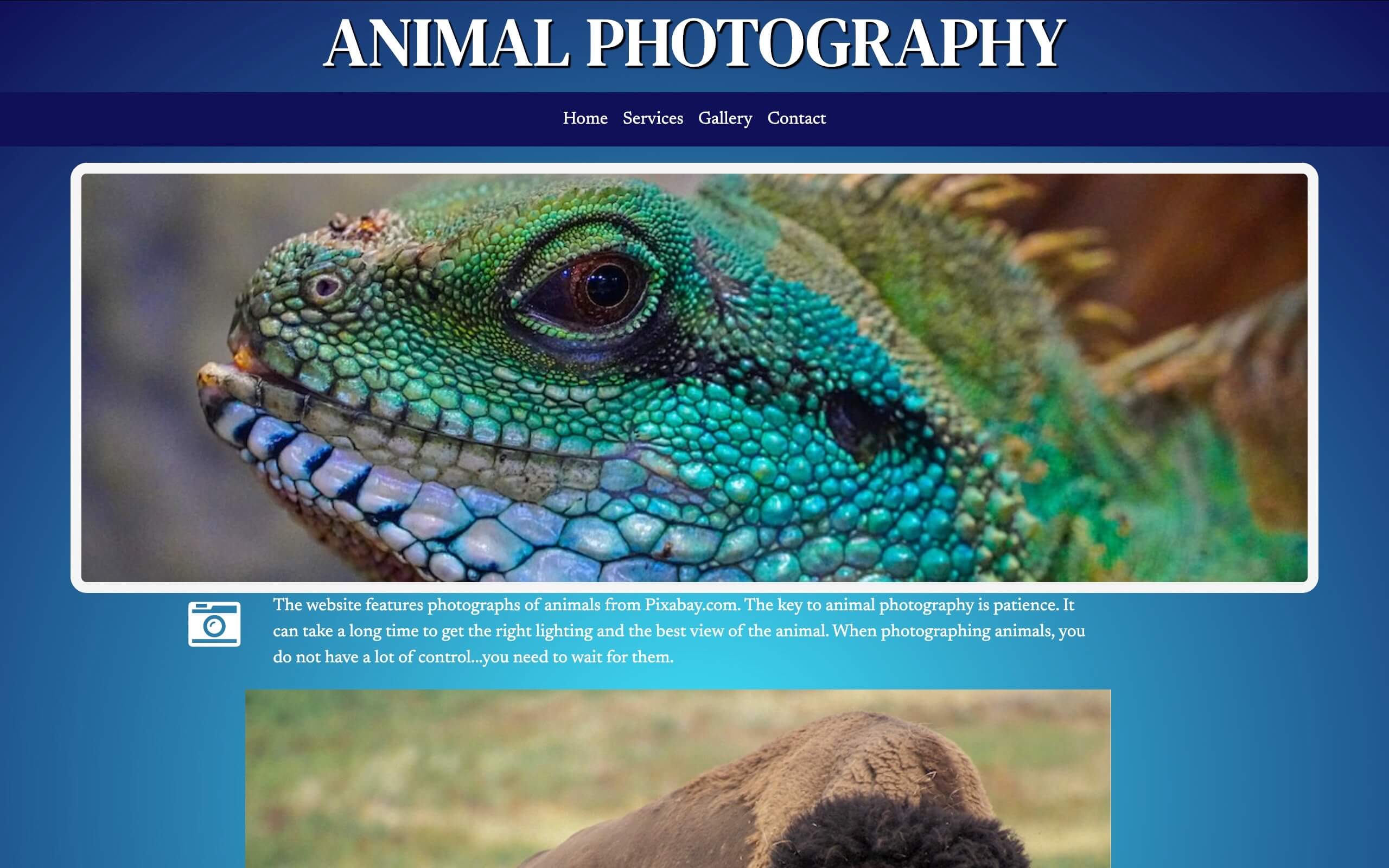 Animals Photography website image