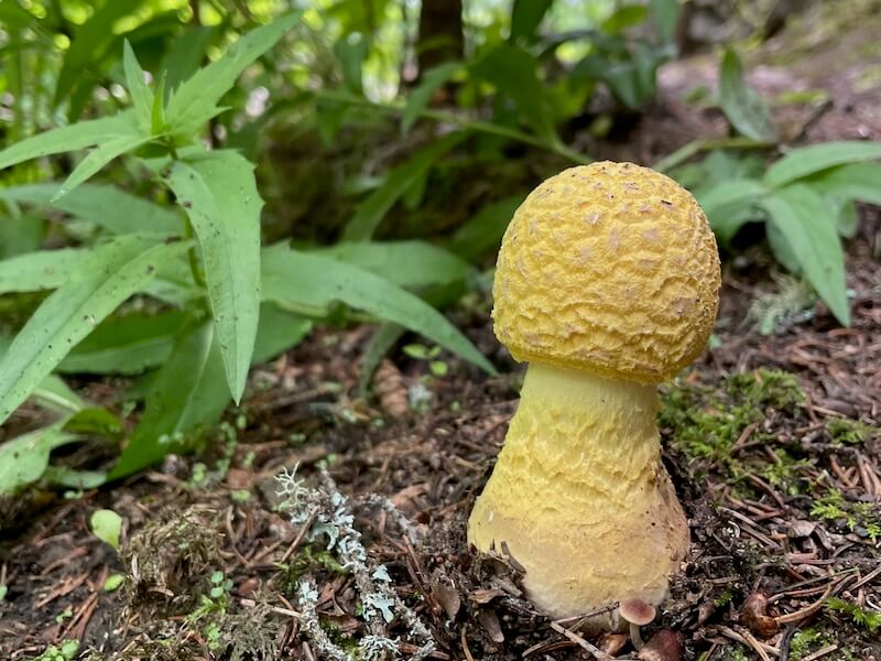Photo of a mushroom